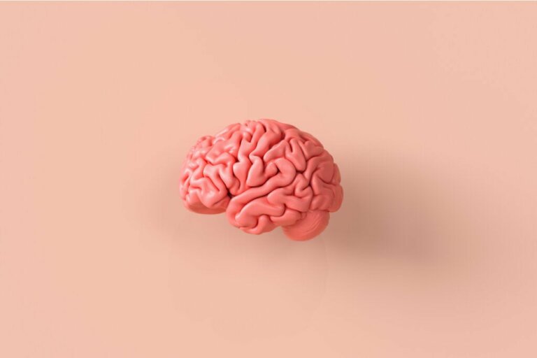 Le modèle pédagogique des quatre cerveaux