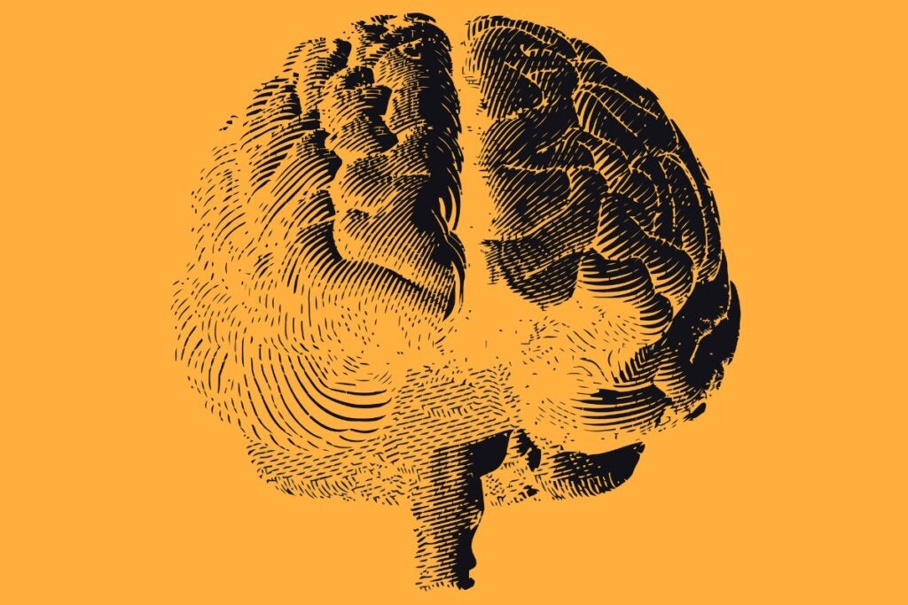 empreinte de demi-cerveau