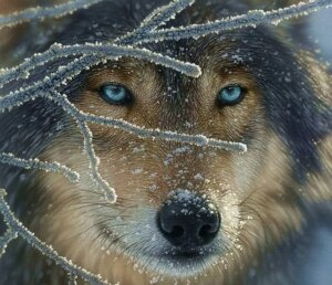 Le loup de mon vide : comment faire face à toutes les pertes ?