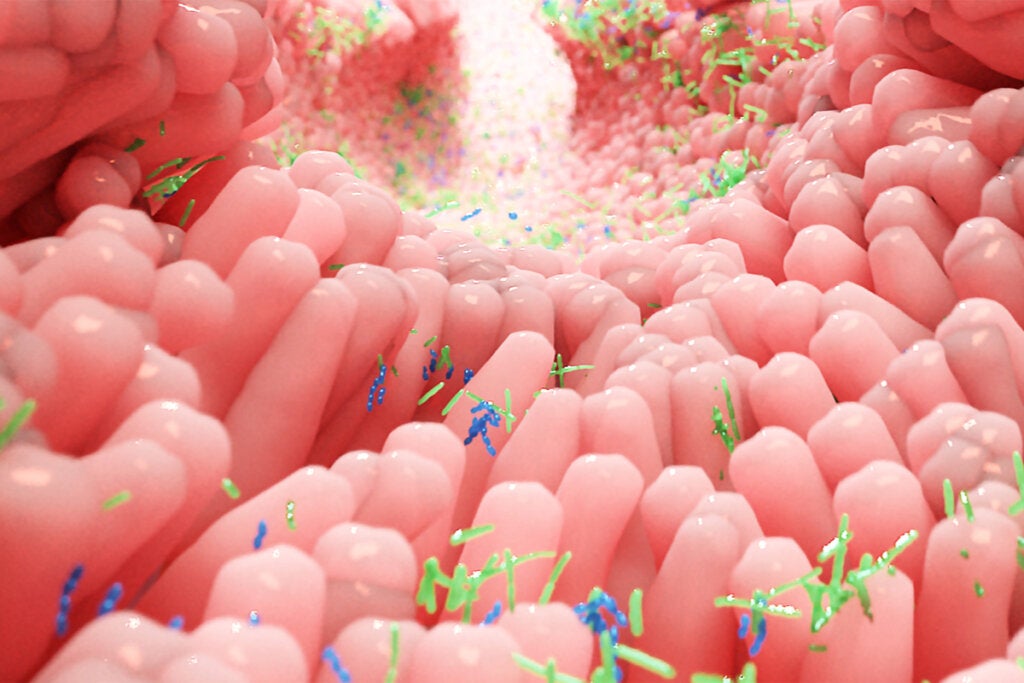 Microbiote, stress et anxiété : qu'ont-ils en commun ?