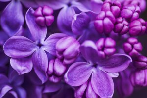 Que signifie la couleur lilas en psychologie ?