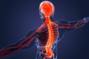 Système nerveux sympathique et parasympathique : différences et caractéristiques