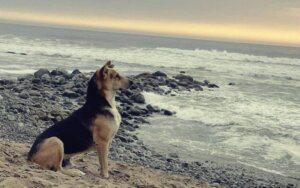 L'histoire de Vaguito, le Hachiko péruvien