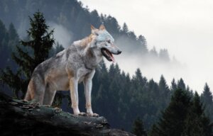 L'histoire de la louve alpha de Yellowstone, matriarche des bois