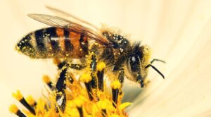 Les abeilles aussi connaissent les mathématiques