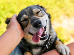 Avoir un chien renforce le cerveau, selon une étude