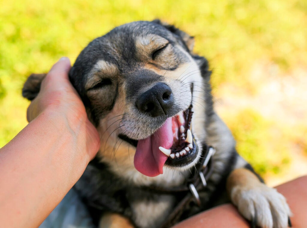 Avoir un chien renforce le cerveau, selon une étude