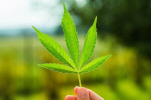 Démystifier un curieux mythe sur la marijuana