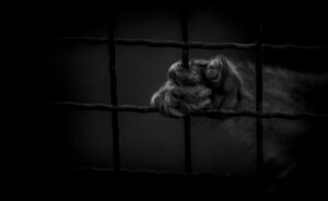 Comment travailler entre les cris d'agonie